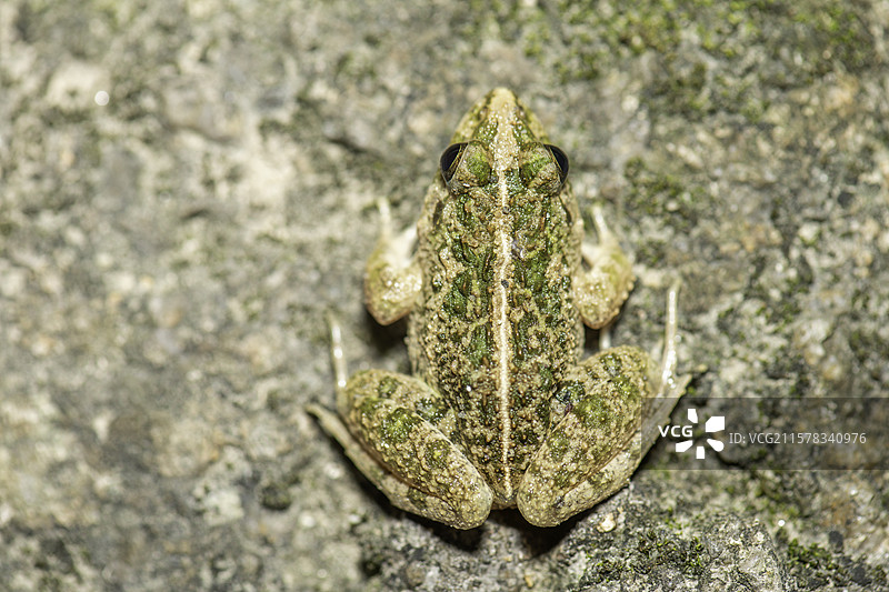 苔藓上的青蛙图片素材