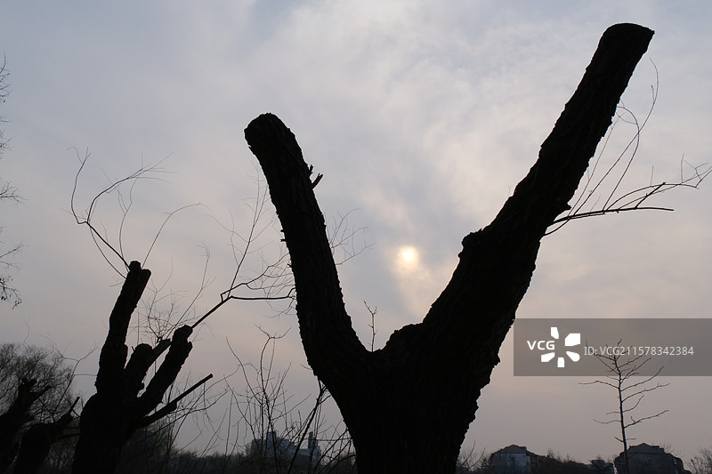 天空背景下的秃树干。高清风光背景图。云层里的阳光图片素材