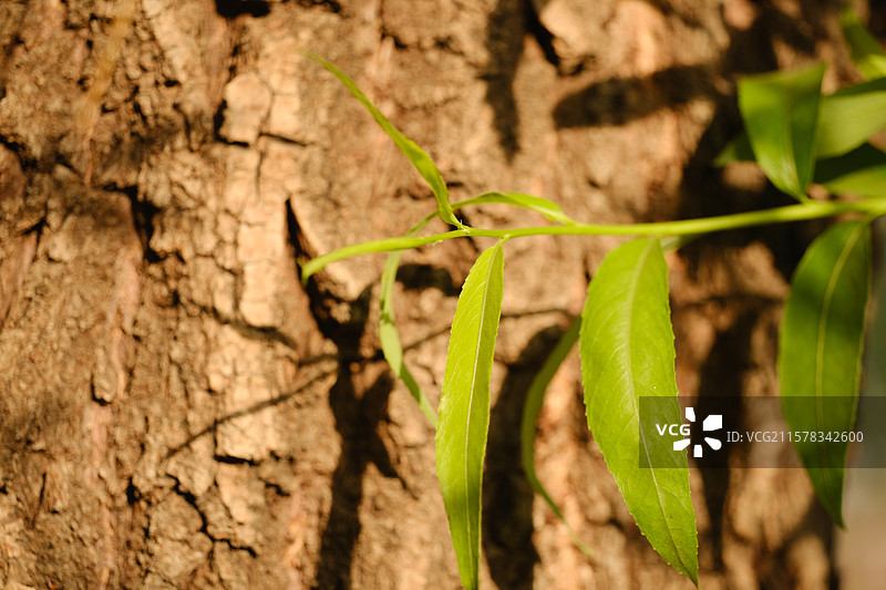 阳光下的柳树。柳条。柳叶图片素材