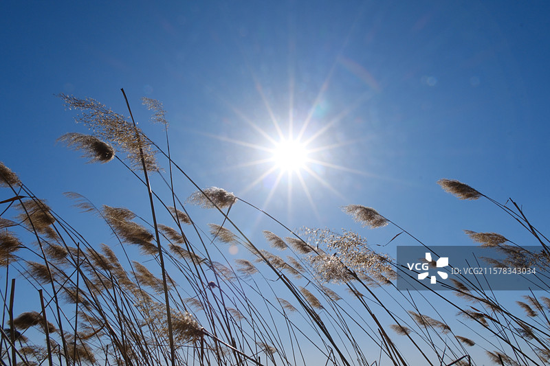 蓝色天空背景下。阳光野外芦苇。冬天高清风景背景图图片素材