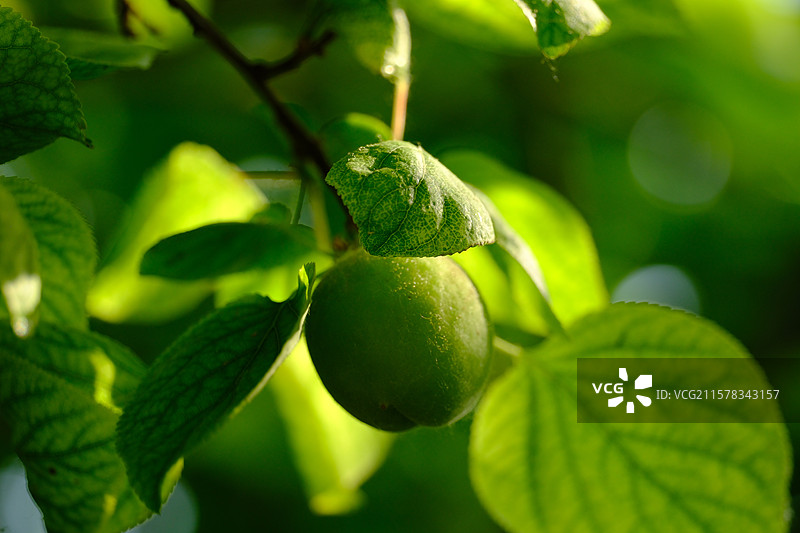 公园里的绿色杏树。青杏。绿色树叶。高清风景背景图图片素材