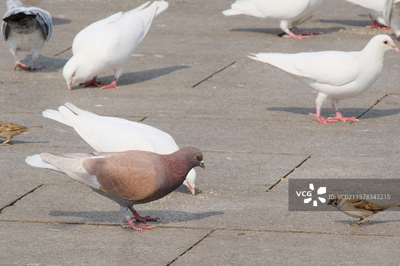 河北博物院前 的广场鸽。喂鸽子。麻雀图片素材