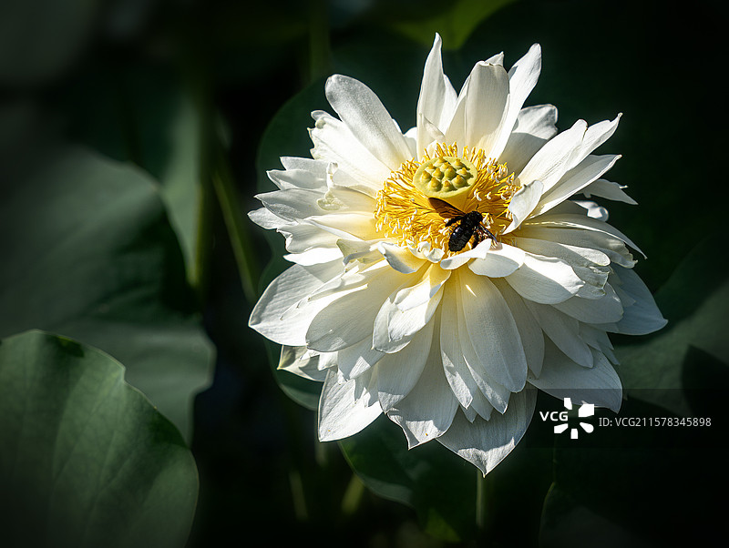 蜂影入画图片素材