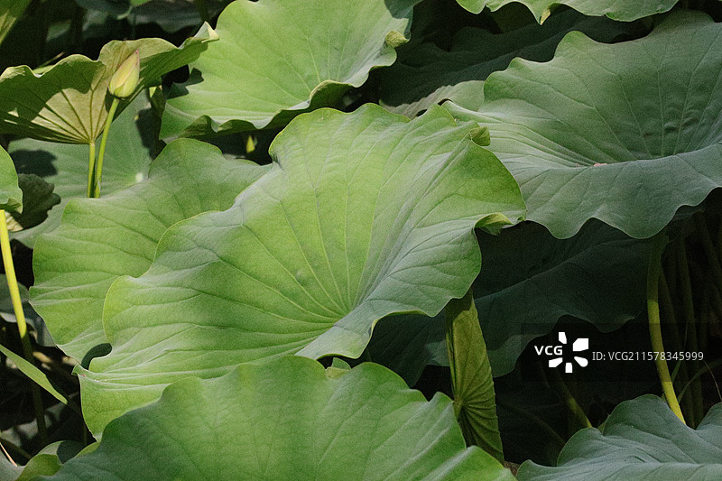 新疆喀什，莲叶荷田田，阳光透过荷叶，叶脉清晰，空气清新图片素材