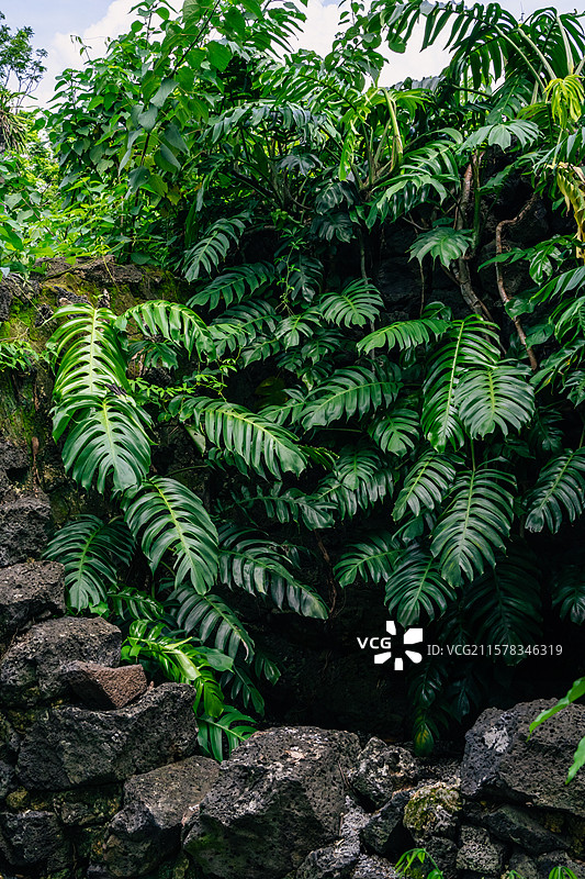火山石与麒麟叶图片素材
