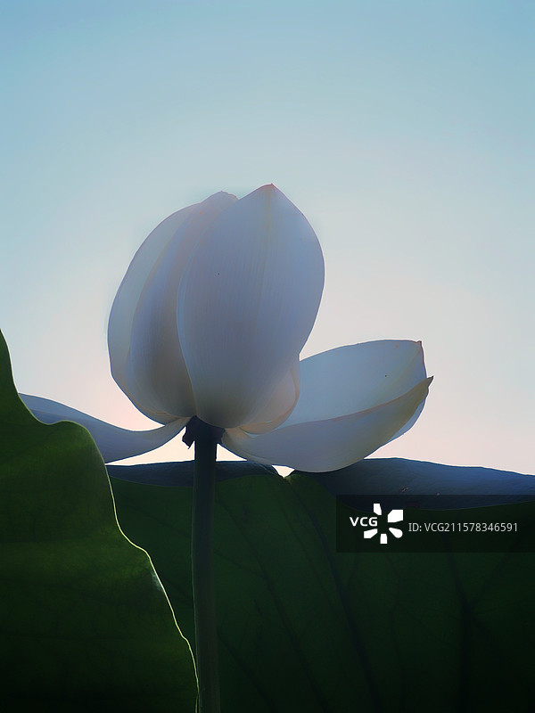 淡夏白荷图片素材