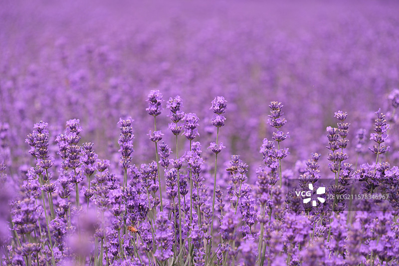 晃晃村薰衣草图片素材