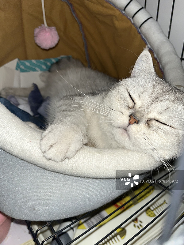 可爱猫咪图片素材