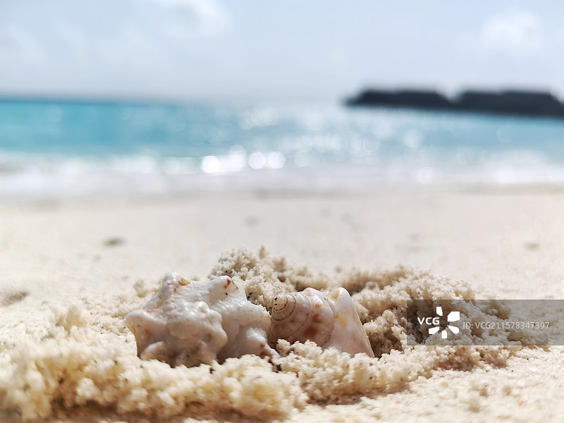 马尔代夫海边白色沙滩上的寄居蟹图片素材