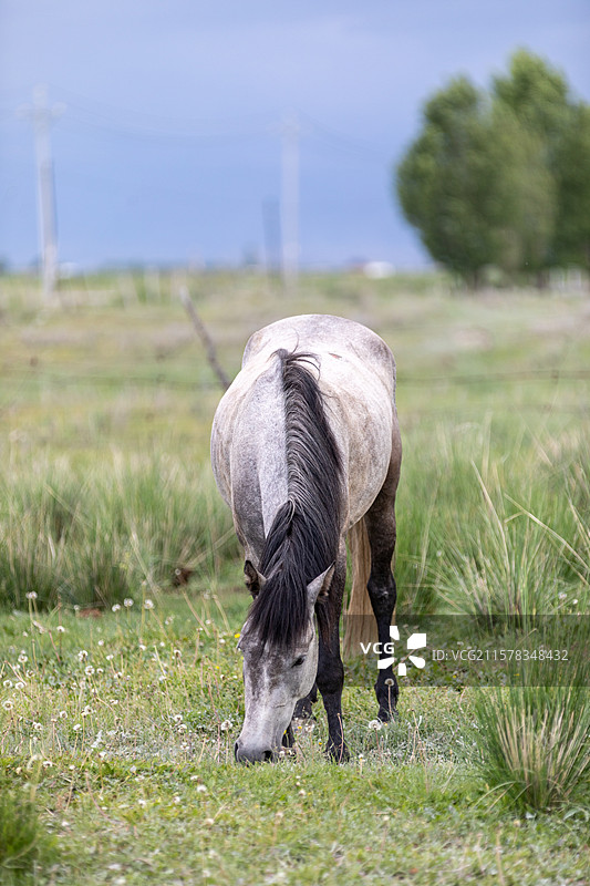 新疆伊犁夏塔牛马与牧民图片素材