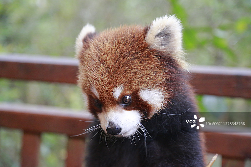 小熊猫 普洱太阳河森林公园 野生动物图片素材