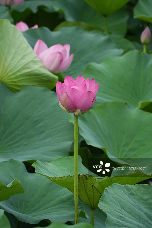 形似宝莲灯的荷花图片素材
