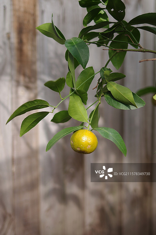 挂在枝头的橘子图片素材