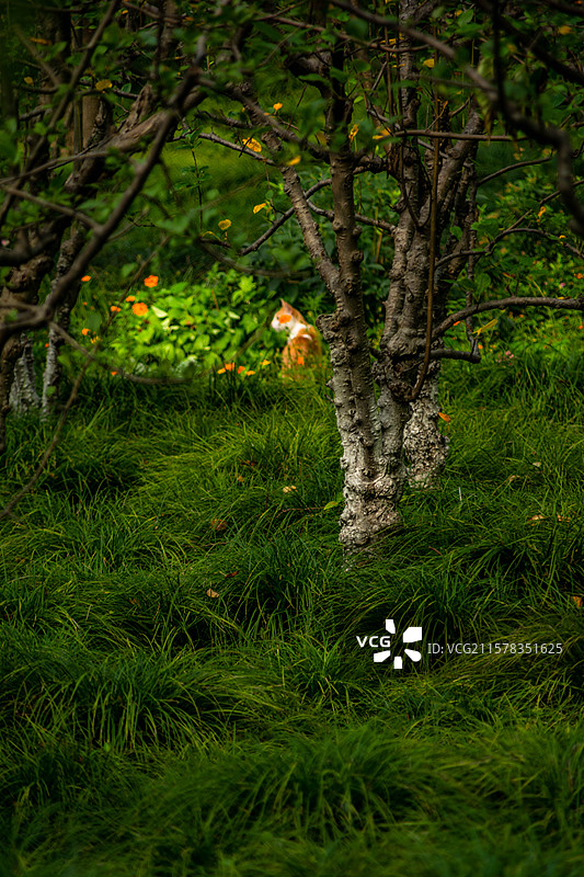 城市公园草丛中的橘猫图片素材