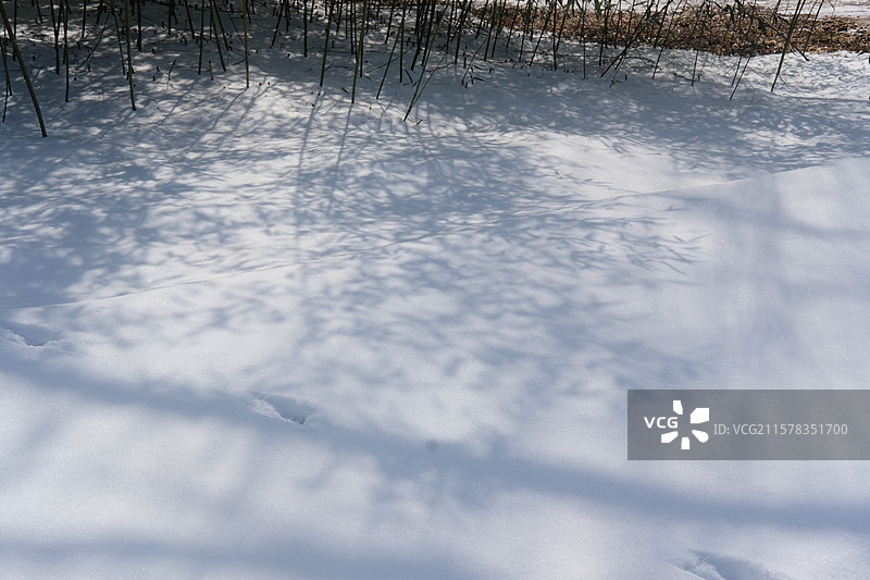 冬天雪地竹影。竹林。竹子。高清风景背景图图片素材