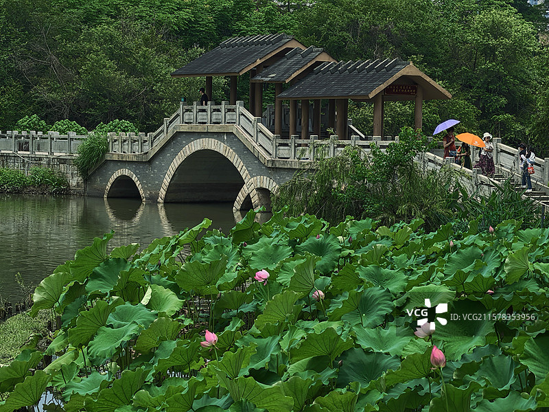 金山公园   荷花图片素材