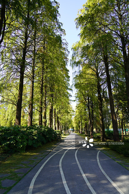 武汉东湖华侨城湿地公园绿道图片素材
