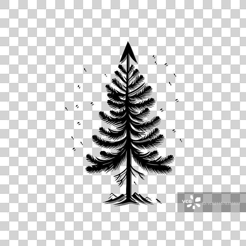 简约的常青树在白色背景上图片素材