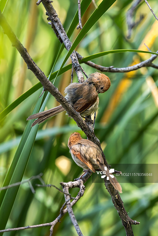 棕头鸦雀图片素材
