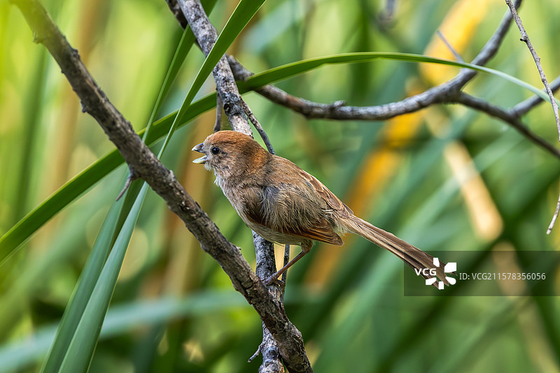 棕头鸦雀图片素材
