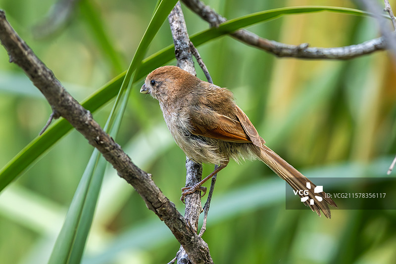 棕头鸦雀图片素材