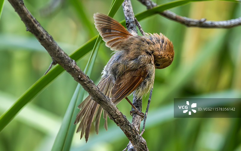 棕头鸦雀图片素材