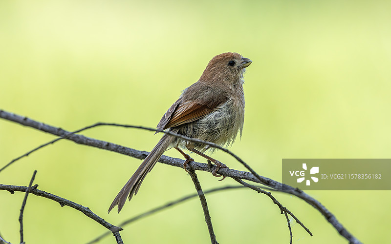 棕头鸦雀图片素材
