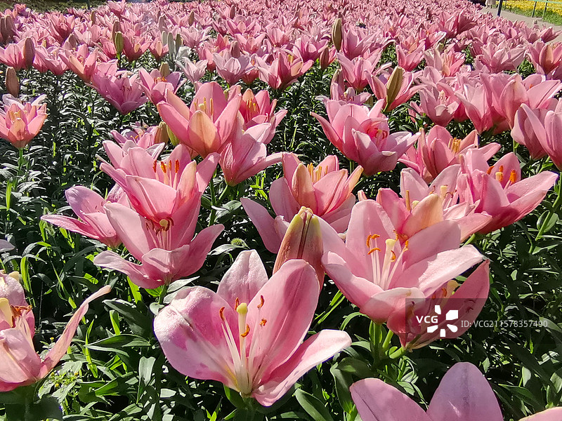 辽宁省沈阳市沈水湾公园百合花盛开，正值最佳观赏期，吸引了许多游客前来拍照打卡。图片素材