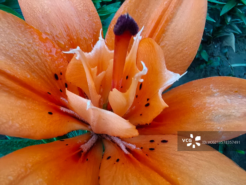 辽宁省沈阳市沈水湾公园百合花盛开，正值最佳观赏期，吸引了许多游客前来拍照打卡。图片素材