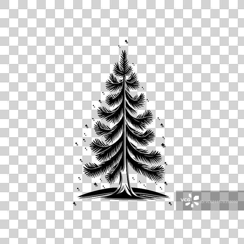 优雅的黑白云杉树图片素材