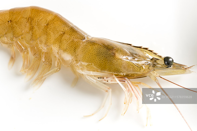 天津特产盐汪子虾图片素材