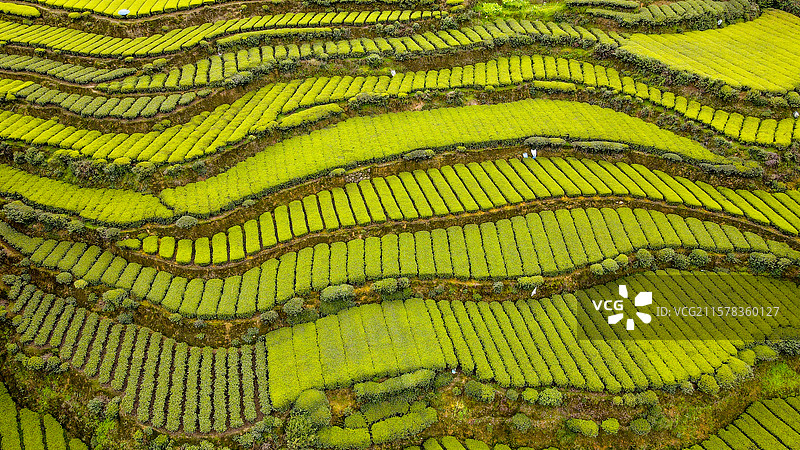明前茶茶园茶山茶叶美景景色图片素材