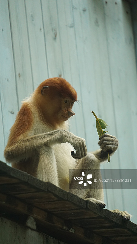 广州长隆野生动物园长鼻猴图片素材
