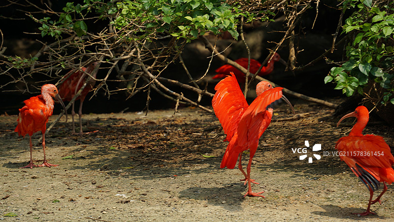 广州长隆野生动物园鲜红朱鹭图片素材