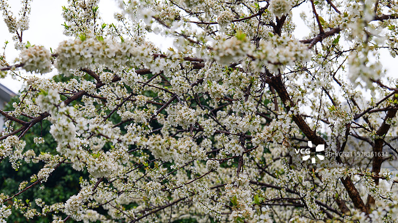 春天李花开放图片素材