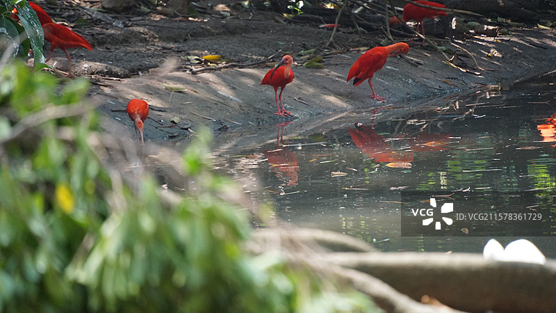 广州长隆野生动物园鲜红朱鹭图片素材