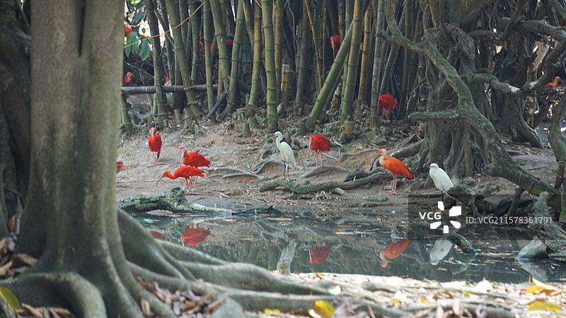 广州长隆野生动物园鲜红朱鹭图片素材