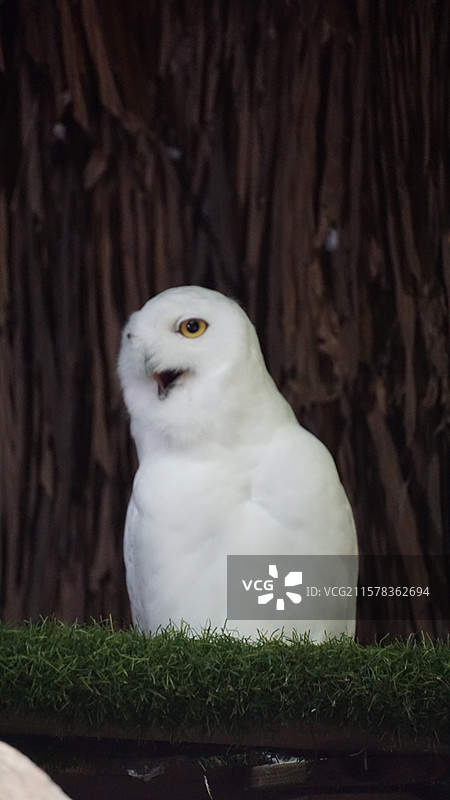 广州长隆野生动物园‌雪鸮是鸮形目鸱鸮科雪鸮属鸟类，又名白鸮、白猫头鹰‌图片素材