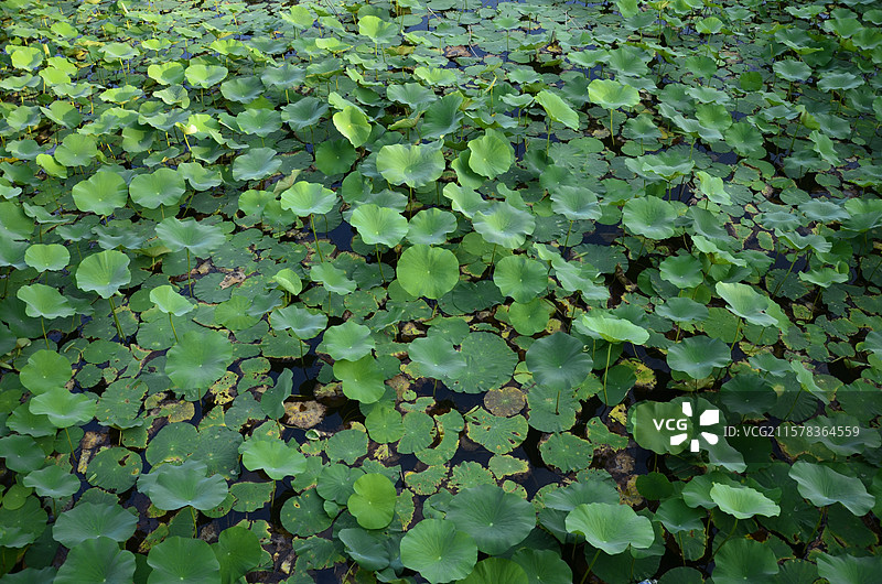 宿迁幸福园林荷花池荷叶图片素材