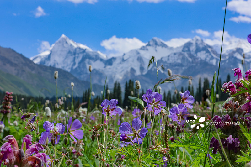 新疆夏塔国家森林公园夏塔古道伊昭公路图片素材