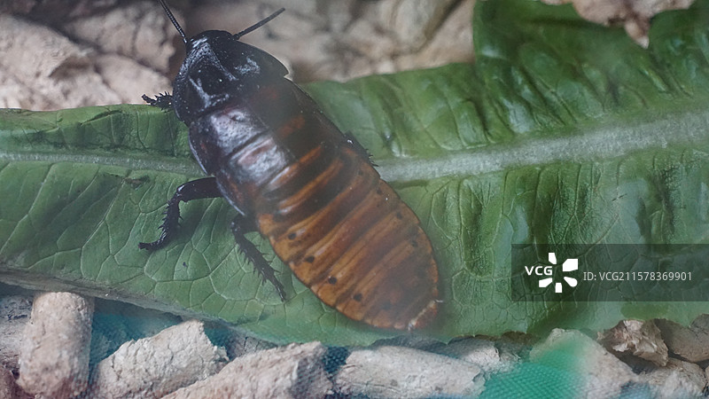 广州长隆野生动物园马达加斯加蟑螂图片素材