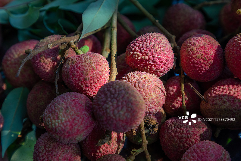 四川合江荔枝图片素材