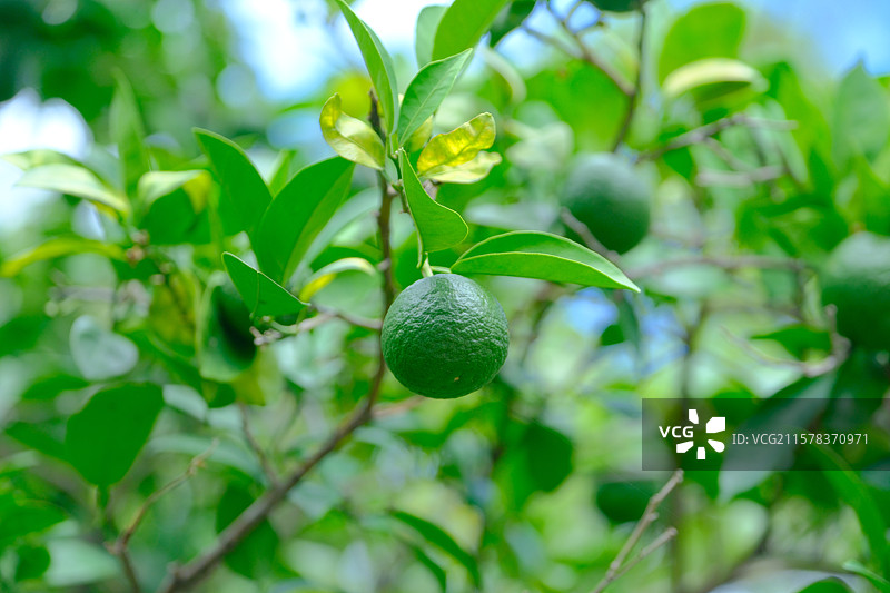 青柠 / 青橘：柑橘属果实的自然呈现图片素材