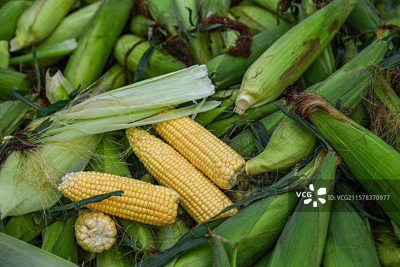 四川省绵阳市市场售卖新鲜采摘的黄色玉米，包谷图片素材