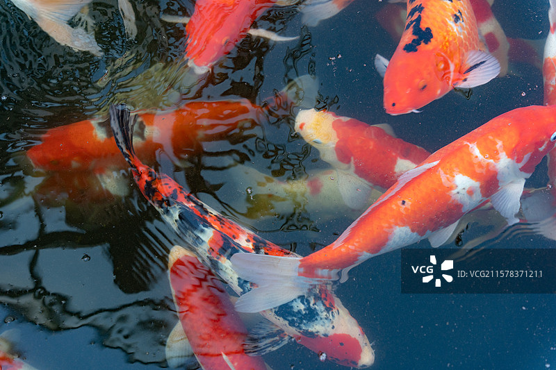 锦鲤 好运图片素材