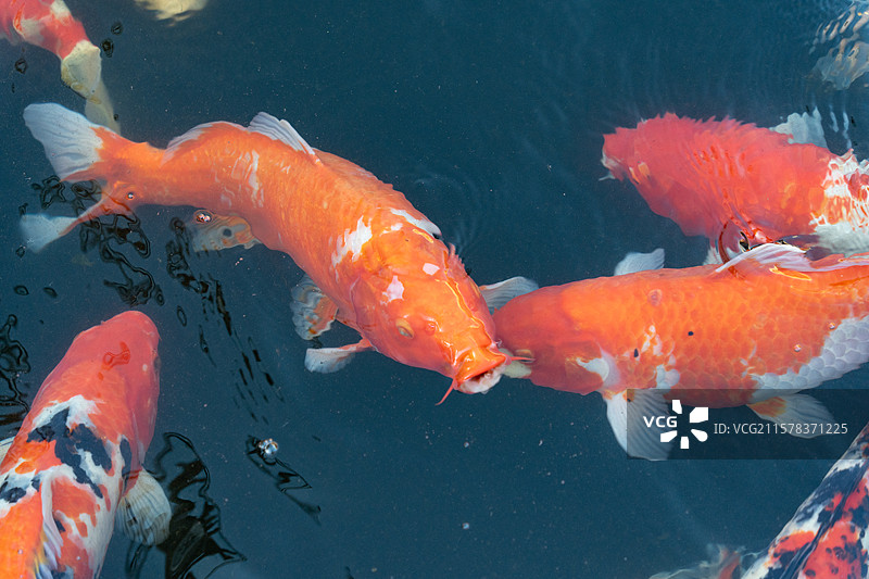 锦鲤 好运图片素材