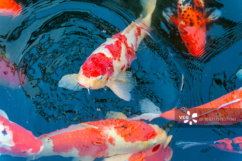 锦鲤 好运图片素材