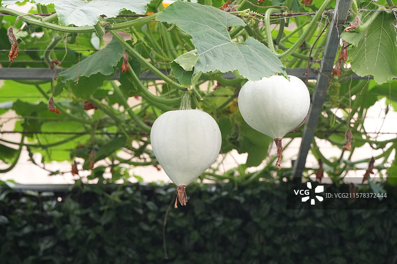 潍坊寿光蔬菜博览会上的吊瓜图片素材