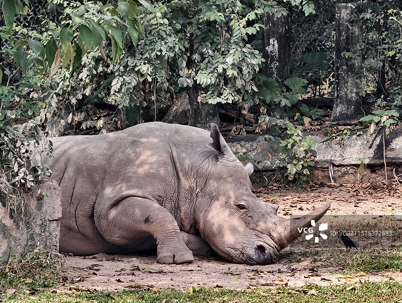 犀牛和犀牛鸟图片素材