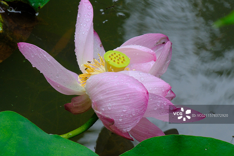 夏天小暑荷塘芦苇荷花荷叶下雨莲蓬。高清风景背景图图片素材
